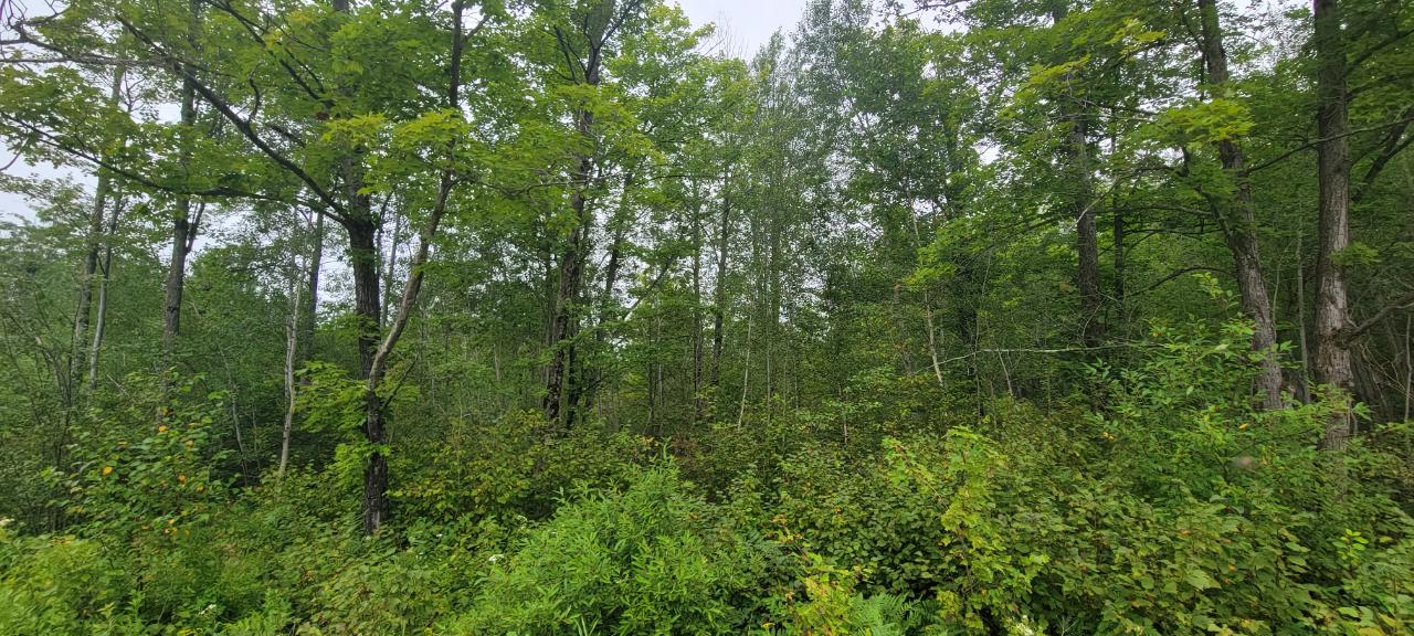 On Coffee Creek Road Tomahawk, WI 54487 - Photo 6 of 22 Gallery Image 6