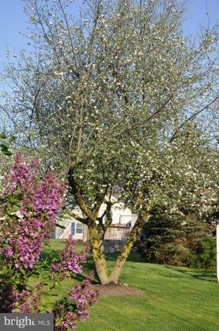 854 Furnace Hills Pike Lititz, PA 17543 - Photo 45 of 50 Lilac tree