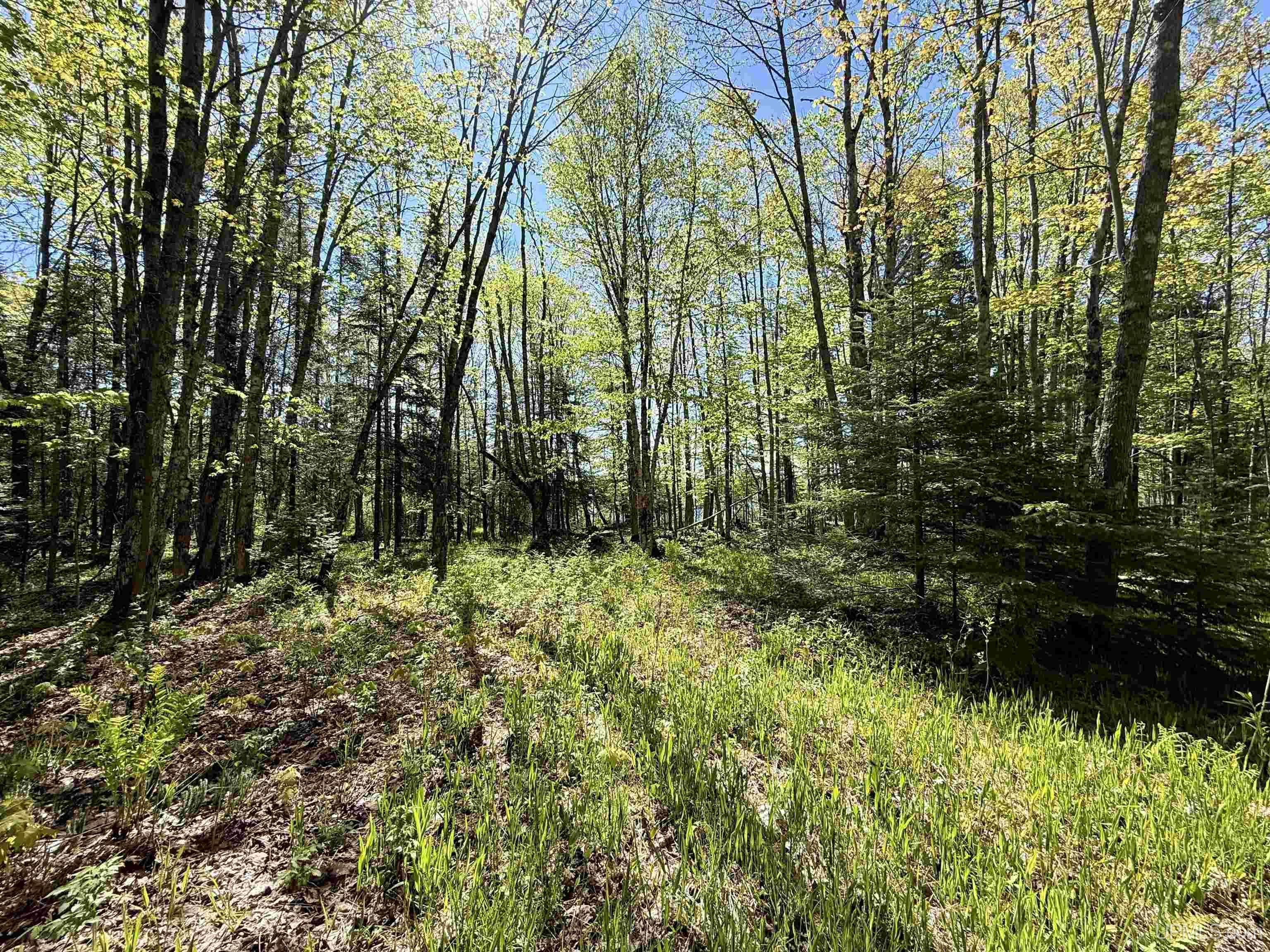Langford Lake Road Watersmeet, MI 49969 - Photo 3 of 23