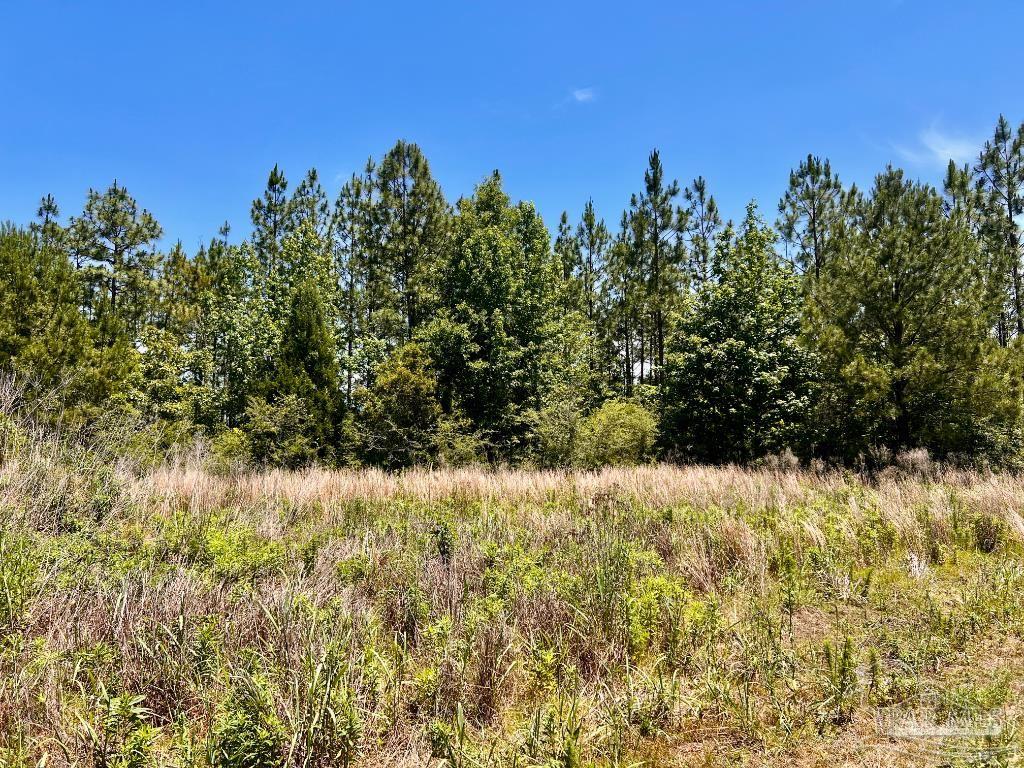 Lot 51 Mineral Springs Road Jay, FL 32565 - Photo 8 of 15