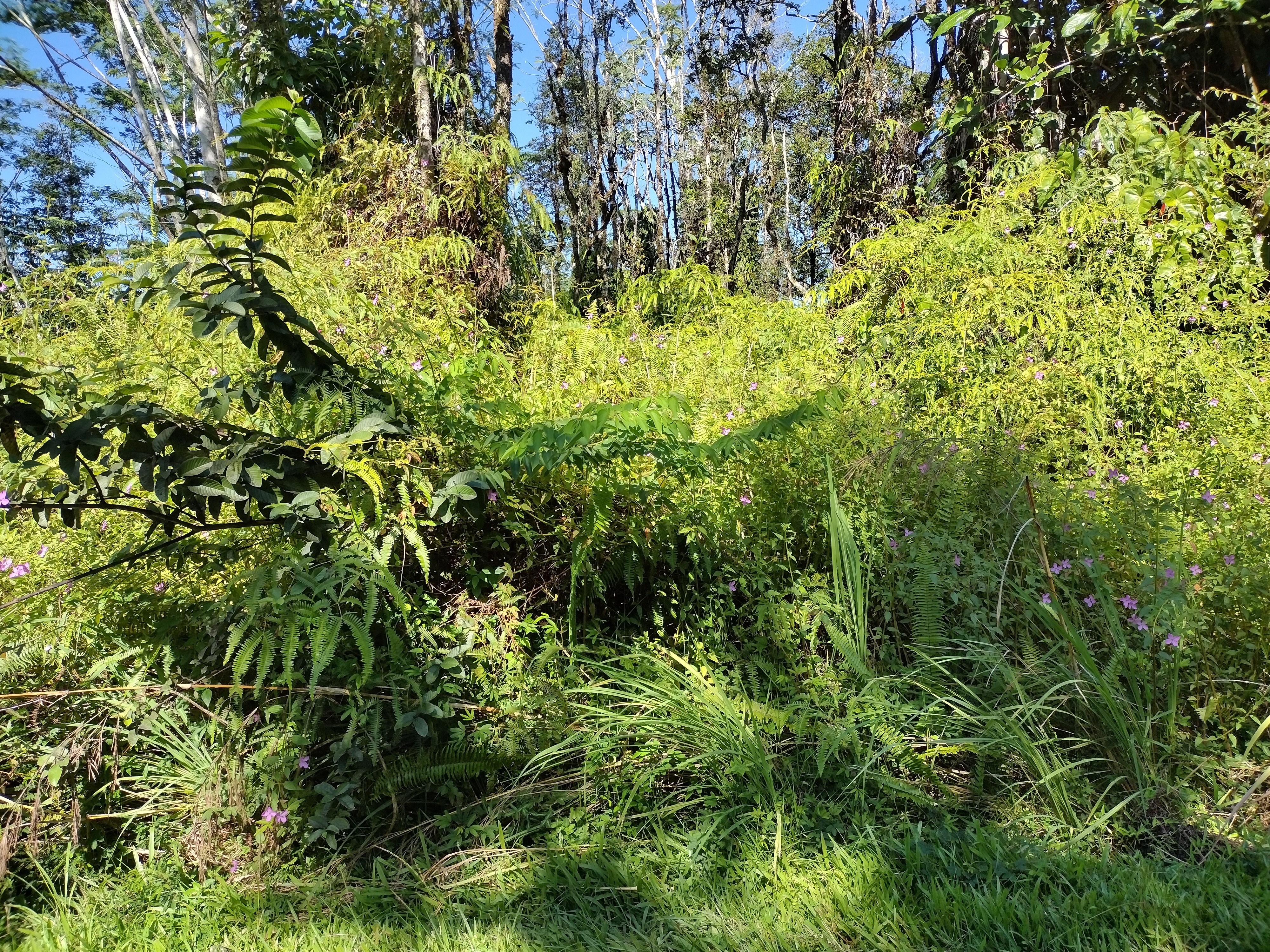 339 Forest Road Pahoa, HI 96778 - Photo 1 of 3 Gallery Image 1
