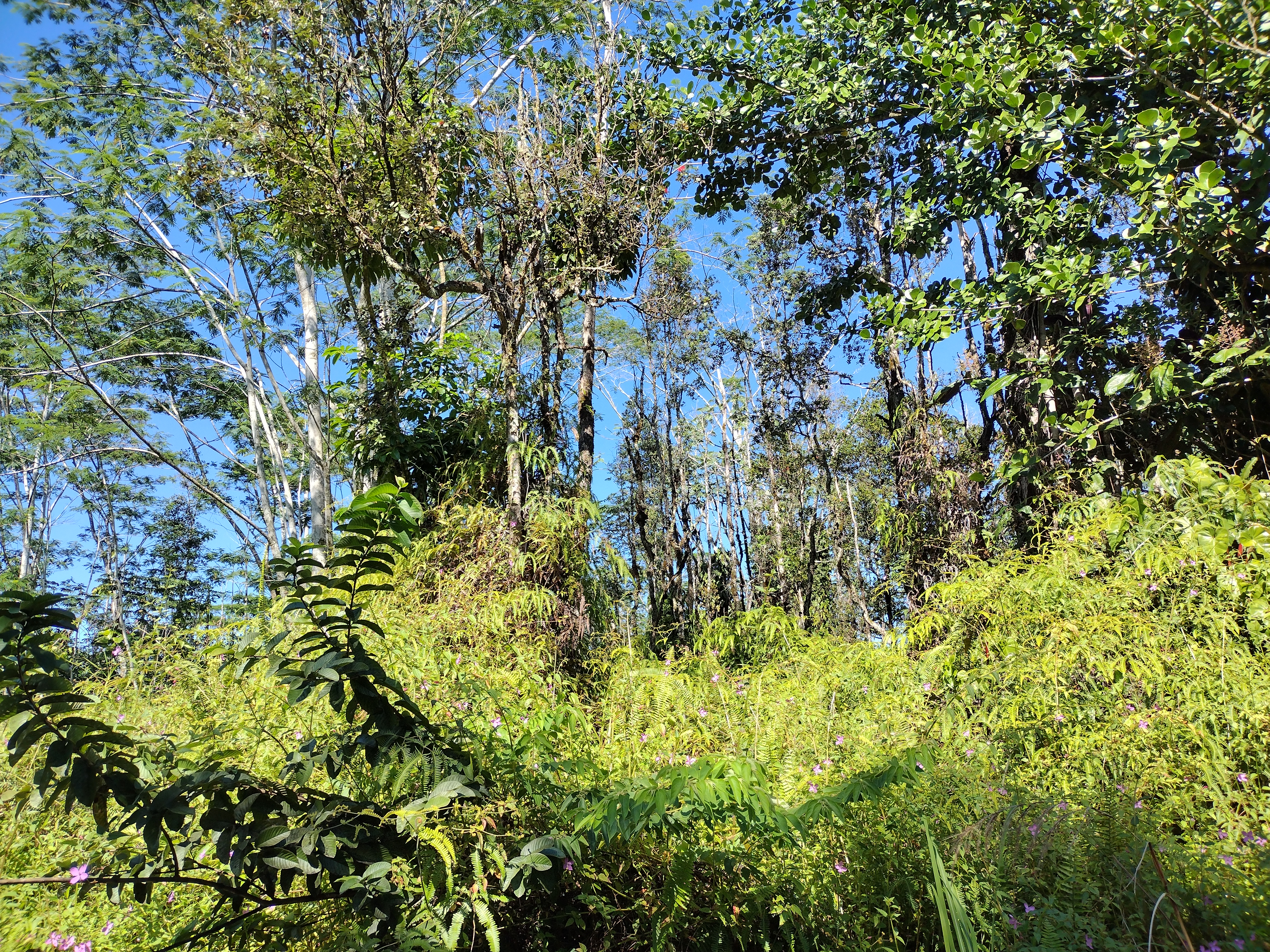 339 Forest Road Pahoa, HI 96778 - Photo 2 of 3 Gallery Image 2