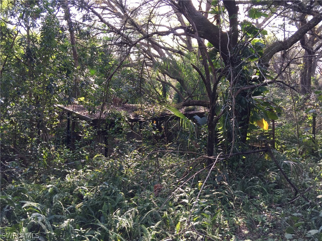 a view of tree