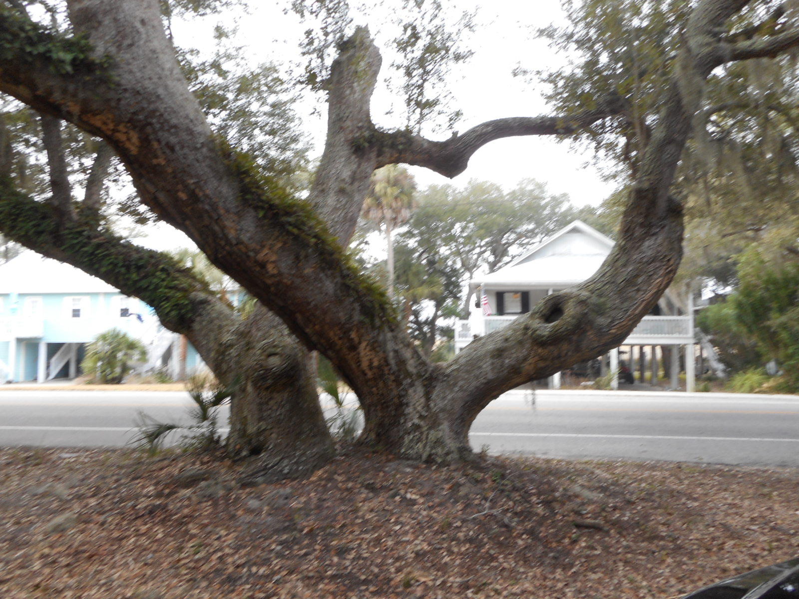 1306 Jungle Road Edisto Beach, SC 29438 - Photo 14 of 20 DSCN4268