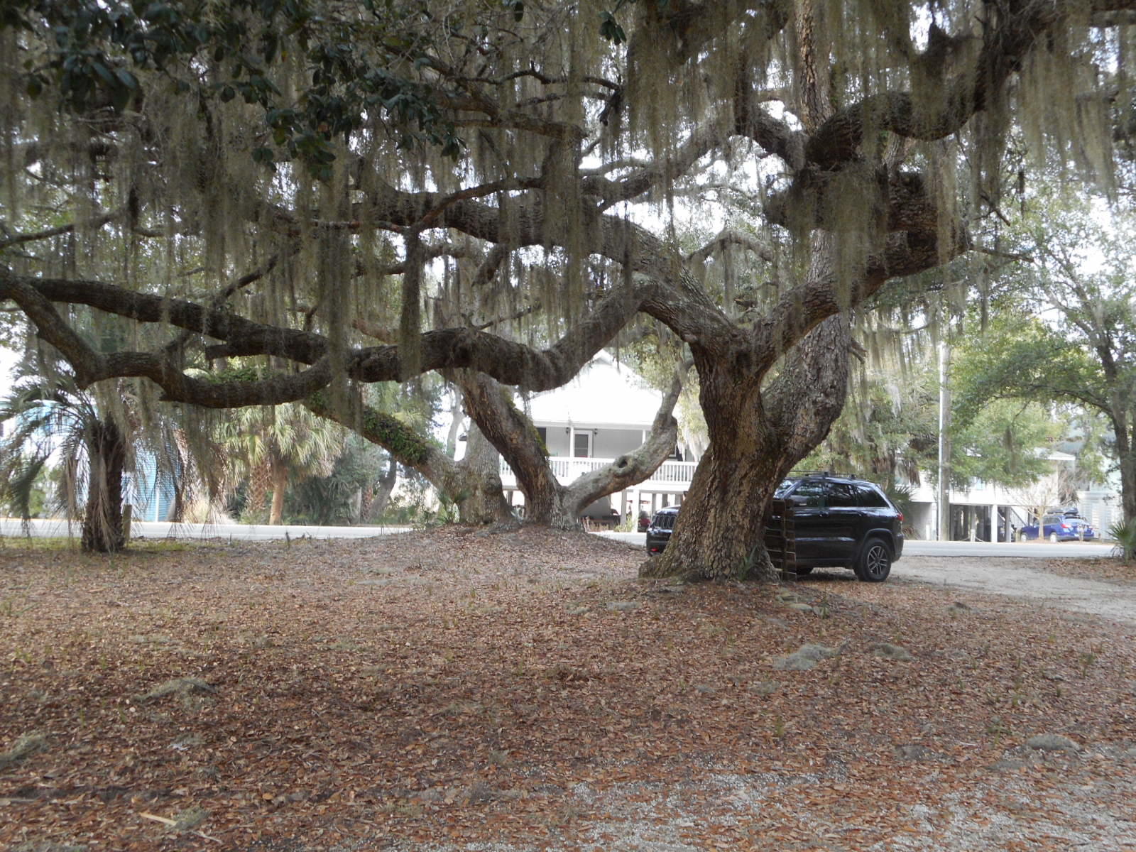1306 Jungle Road Edisto Beach, SC 29438 - Photo 8 of 20 DSCN4276