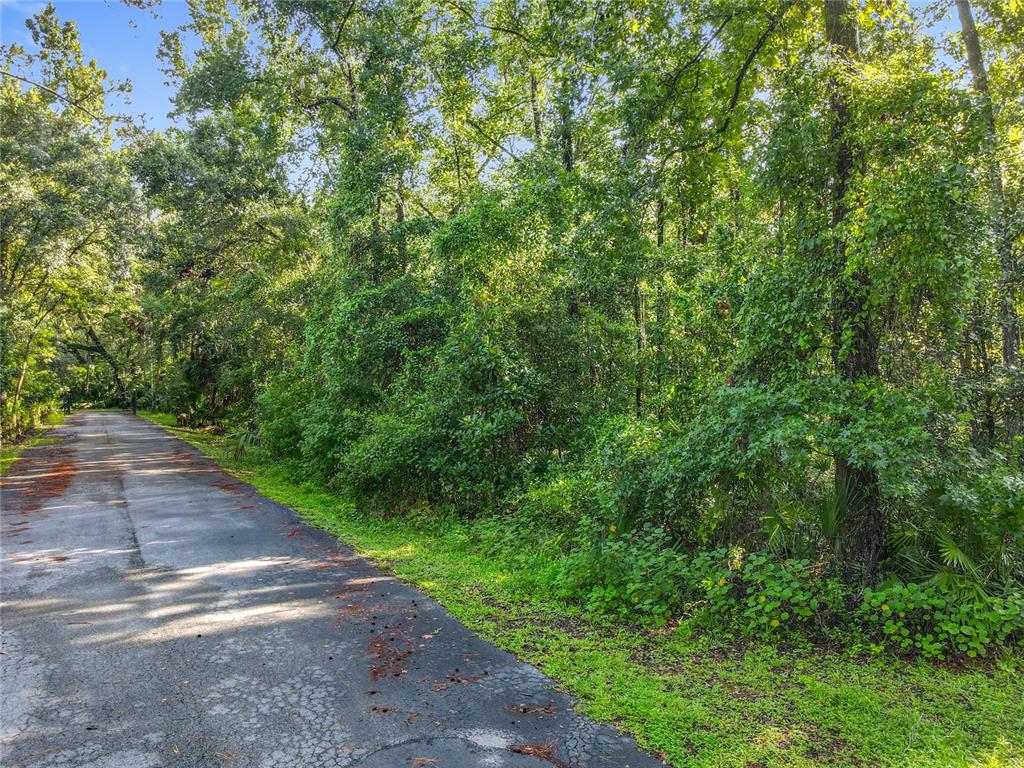 Panther Road Oviedo, FL 32765 - Photo 16 of 24 a view of a yard with plants and a small yard