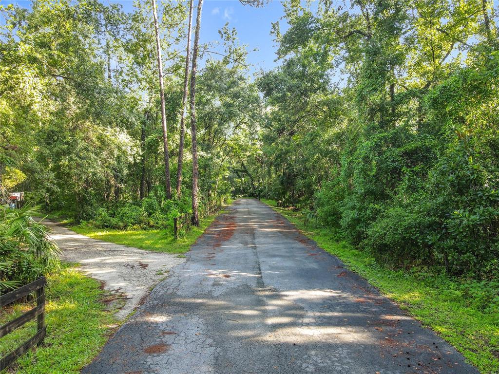 Panther Road Oviedo, FL 32765 - Photo 17 of 24 a view of a yard with plants and large trees