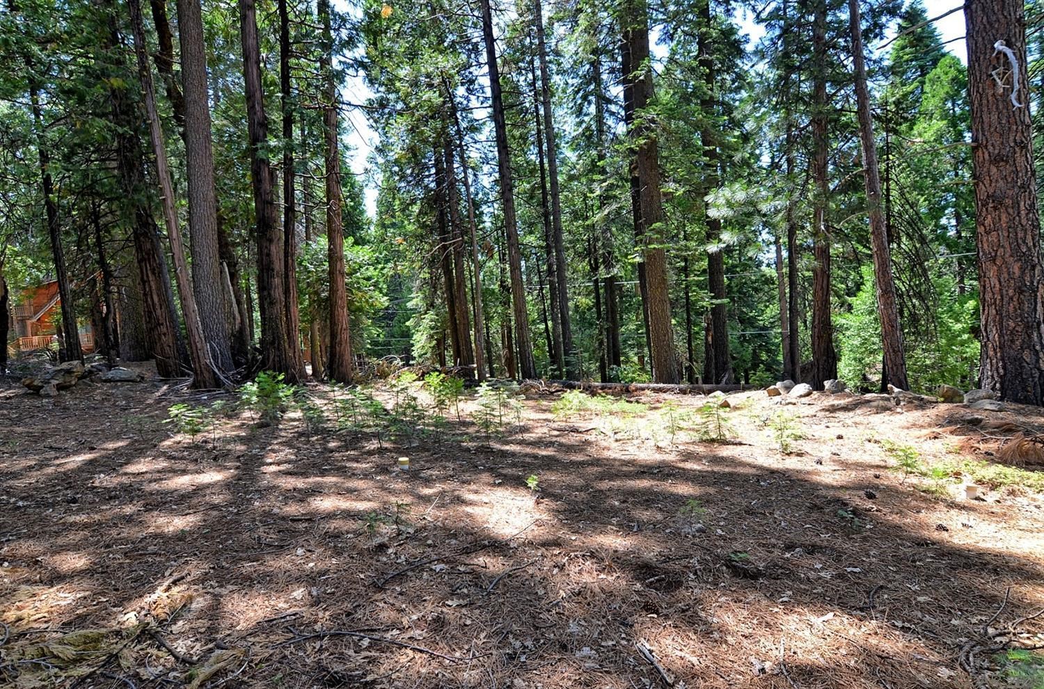 a view of a yard with trees
