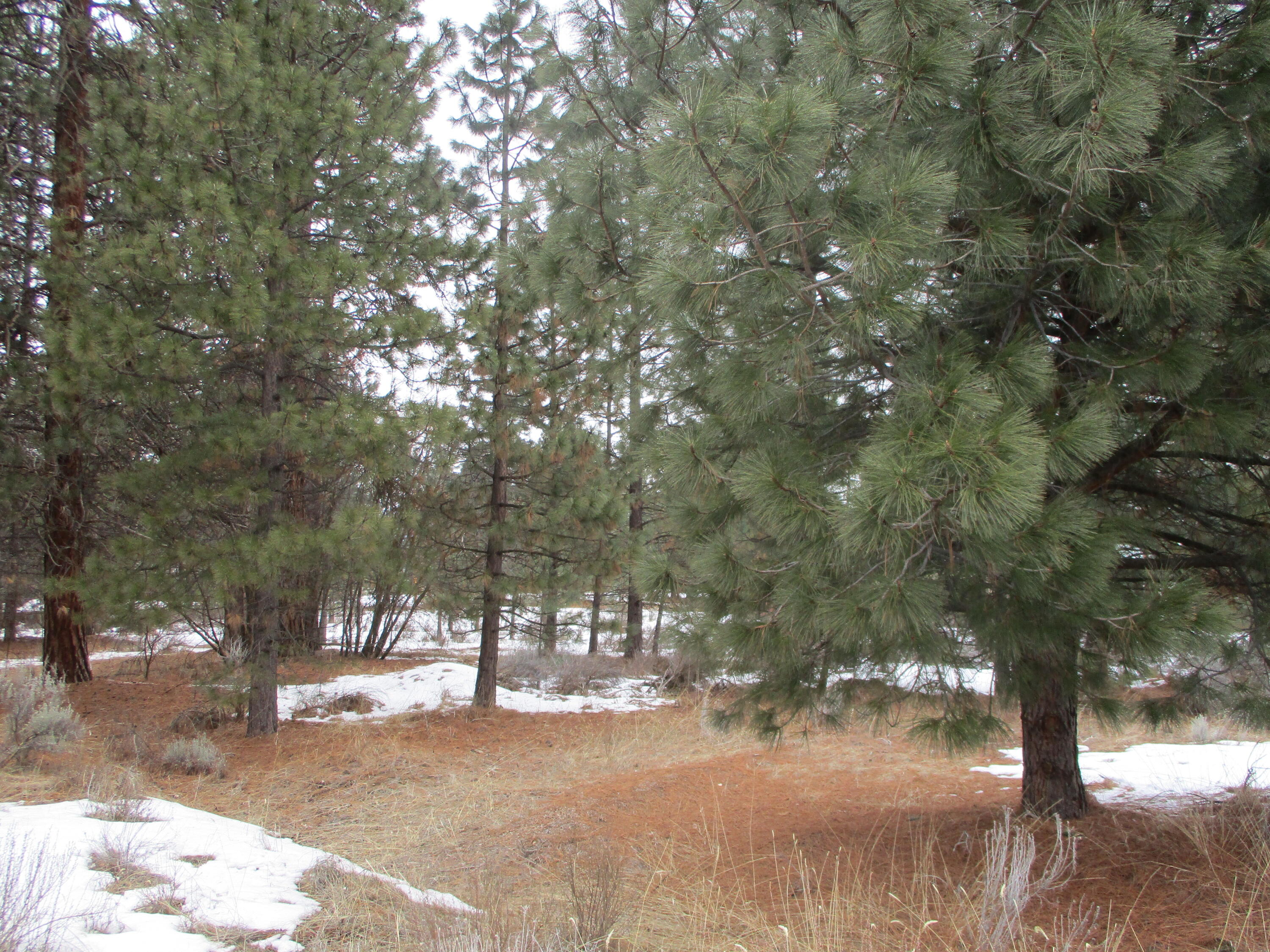 3525 Cayuse Way Chiloquin, OR 97624 - Photo 3 of 9 IMG_0179