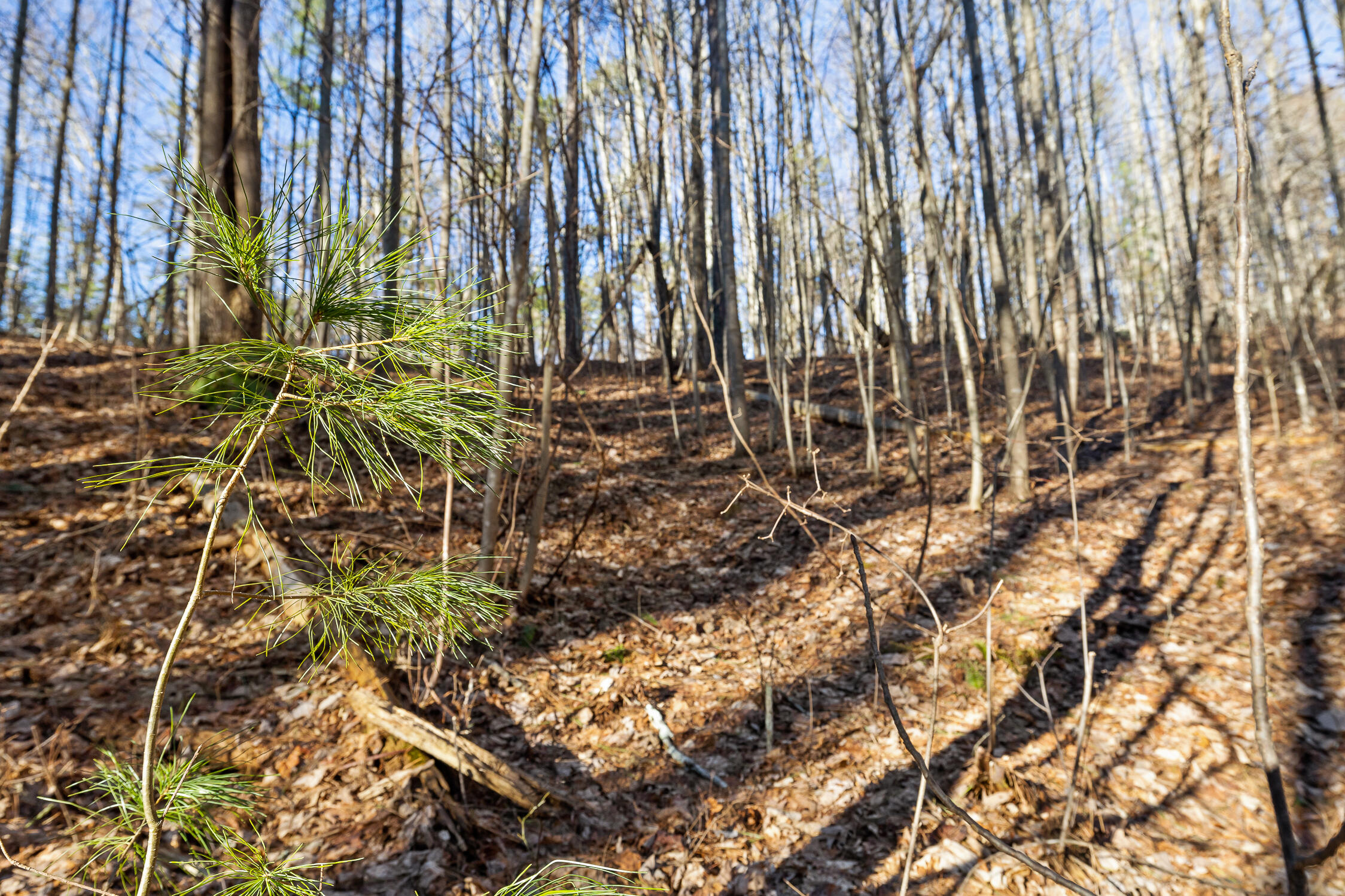 1 John Henry Lewis Road Dunlap, TN 37327 - Photo 13 of 23 1 John Henry Lewis Rd