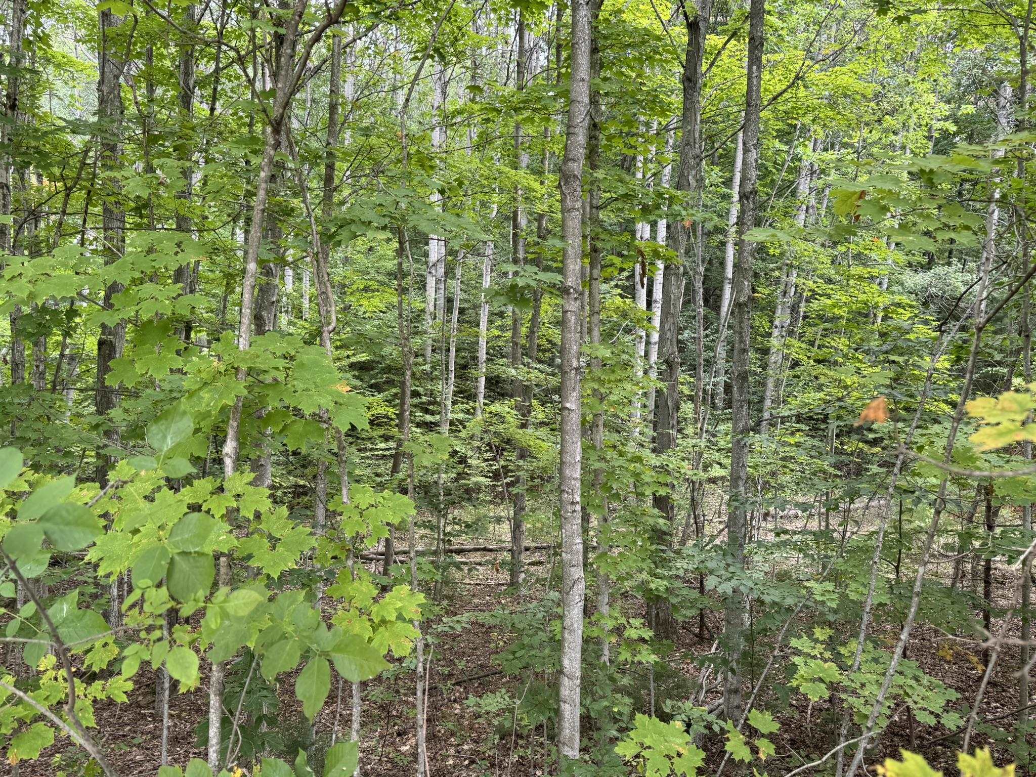 Lot 4 East Old Mountain Road, Unit LOT: 4 Cedar, MI 49621 - Photo 2 of 12
