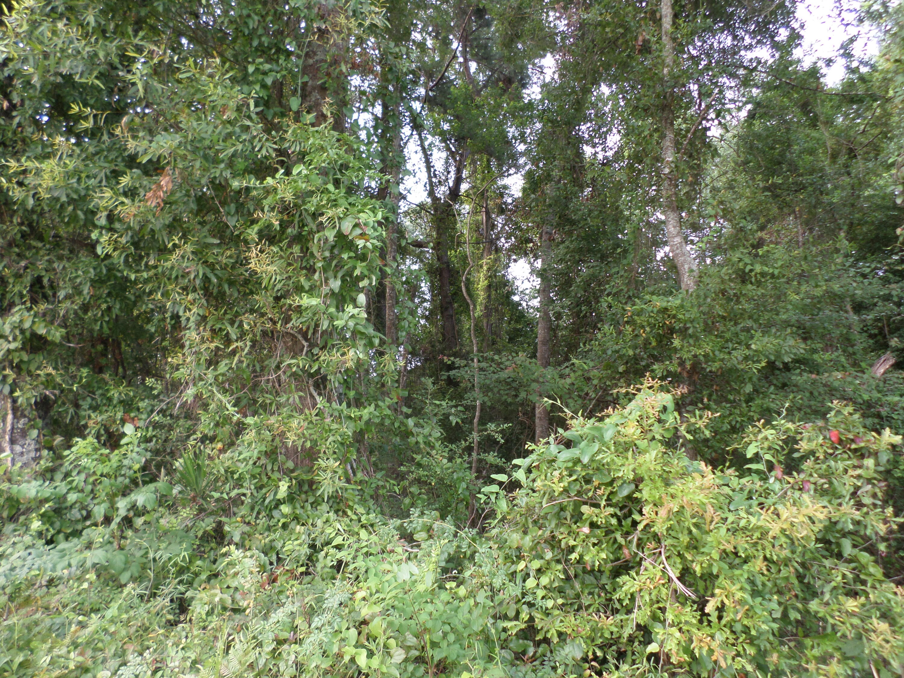 1671 Bonner Road Heidelberg, MS 39439 - Photo 22 of 81 Gallery Image 22