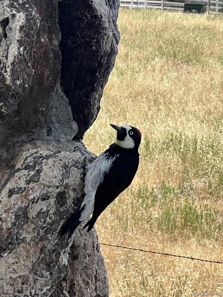 3885 Eagle Ridge Julian, CA 92036 - Photo 17 of 17