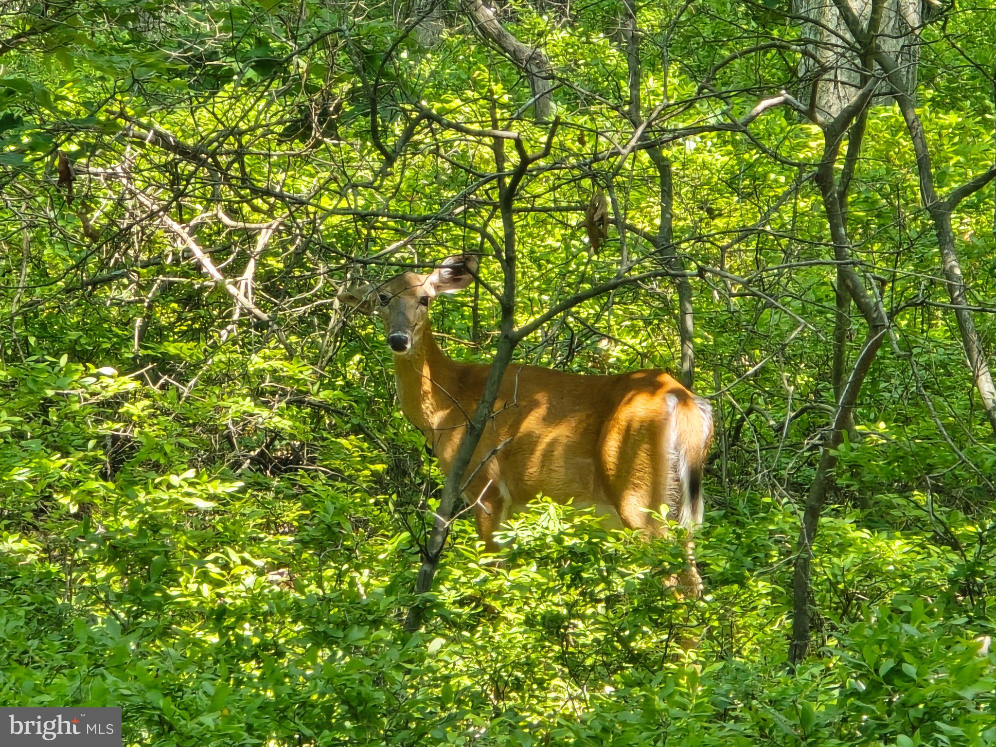 Mountain Road Catawissa, PA 17820 - Photo 7 of 23 Graceful deer in lush greenery.