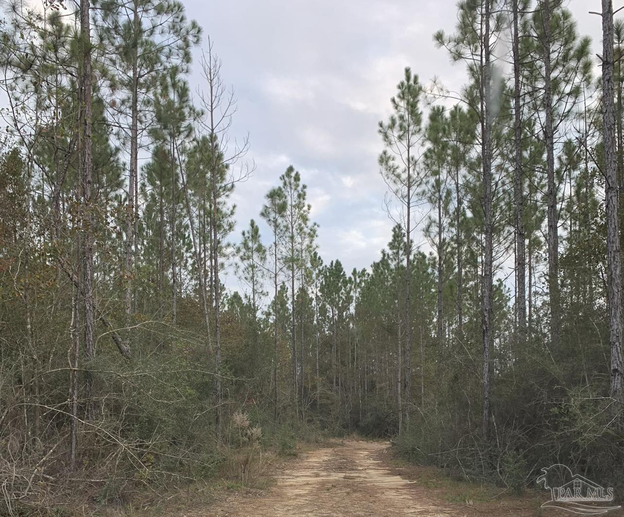 Lot 4 Wallace Lake Road Milton, FL 32571 - Photo 3 of 8 Gallery Image 3