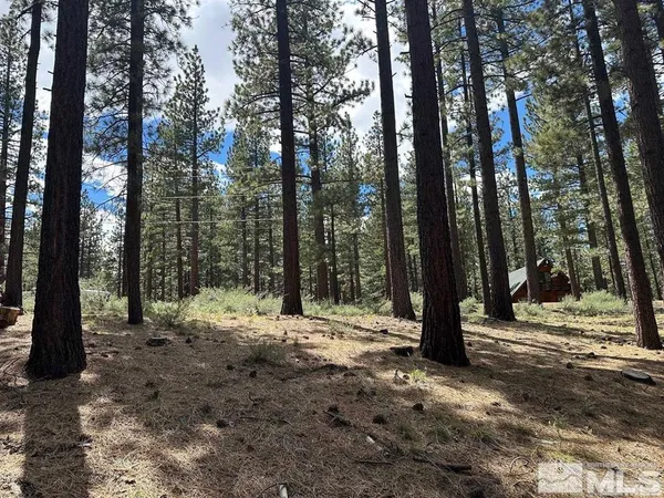 a view of large trees with trees