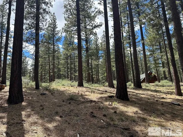 a view of large trees with trees