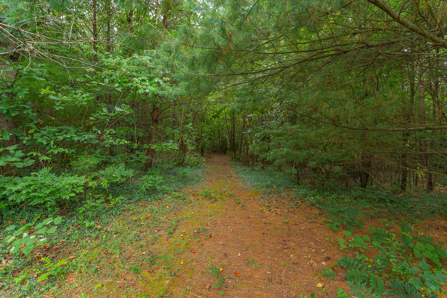 2019 Grand Center Road Chickamauga, GA 30707 - Photo 9 of 33 2019 Grand Center HD -12