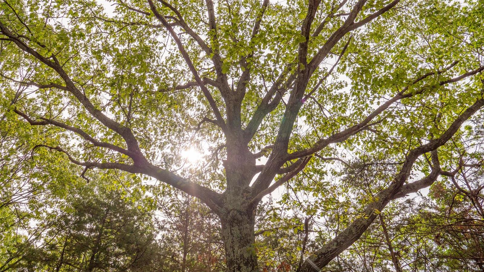 0 Tappmeyer Road Owensville, MO 65066 - Photo 32 of 60