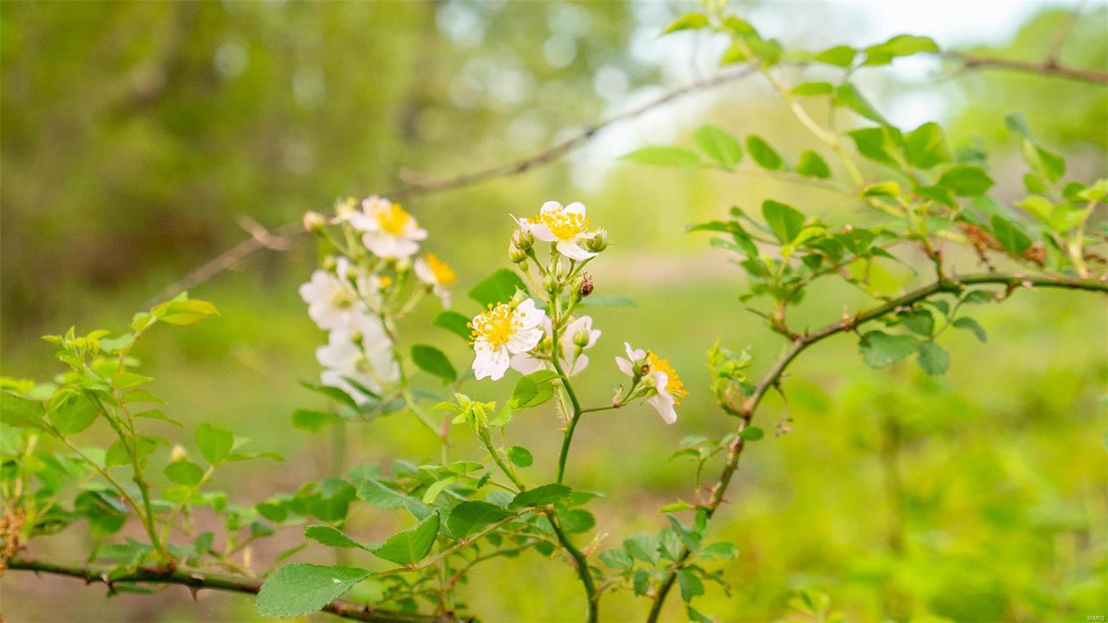 0 Tappmeyer Road Owensville, MO 65066 - Photo 33 of 60