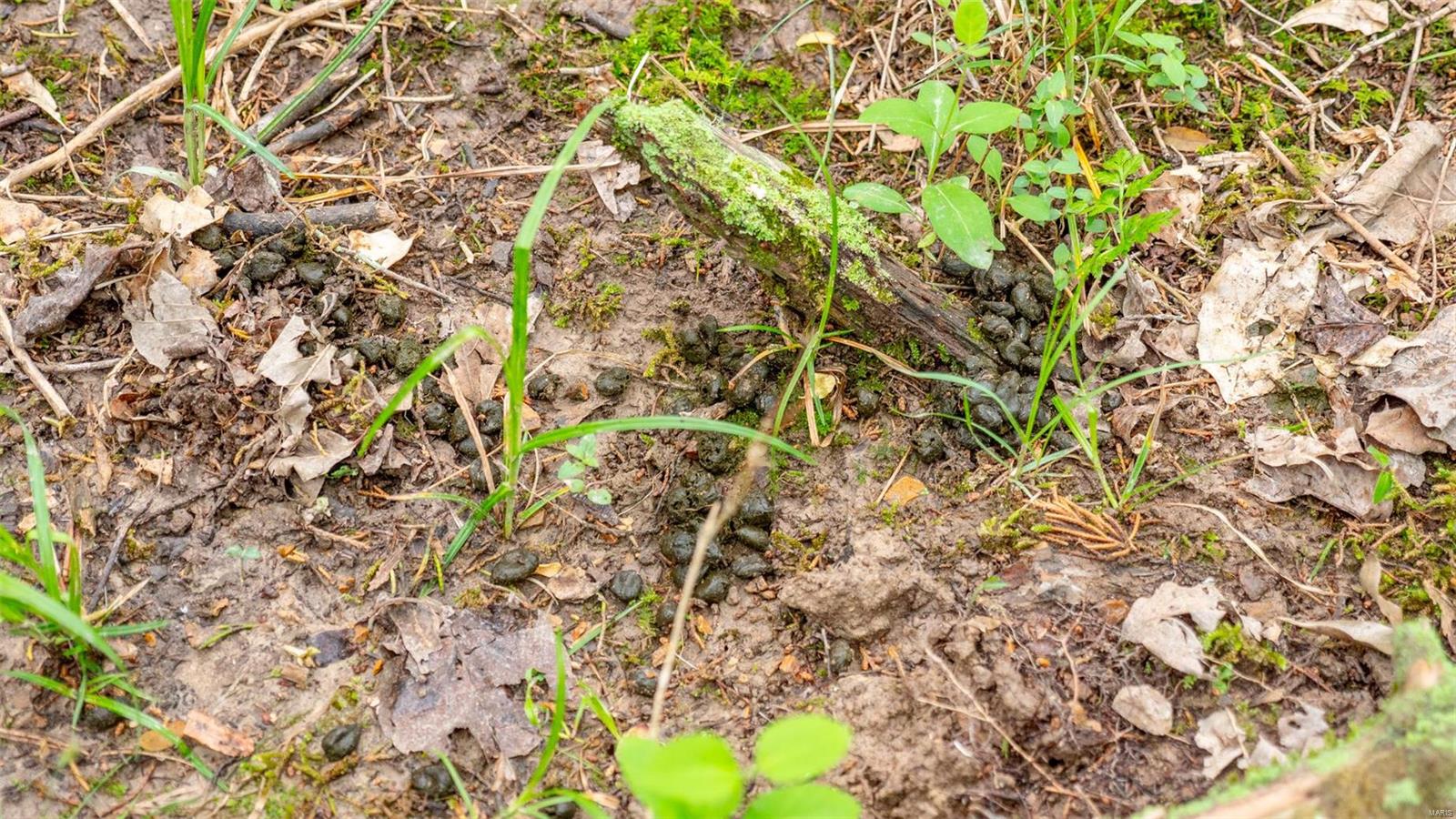 0 Tappmeyer Road Owensville, MO 65066 - Photo 39 of 60