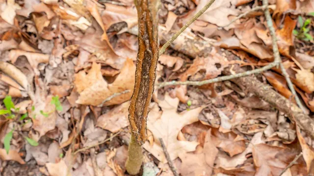 $416,500 | 0 Tappmeyer Road, Owensville, MO 65066