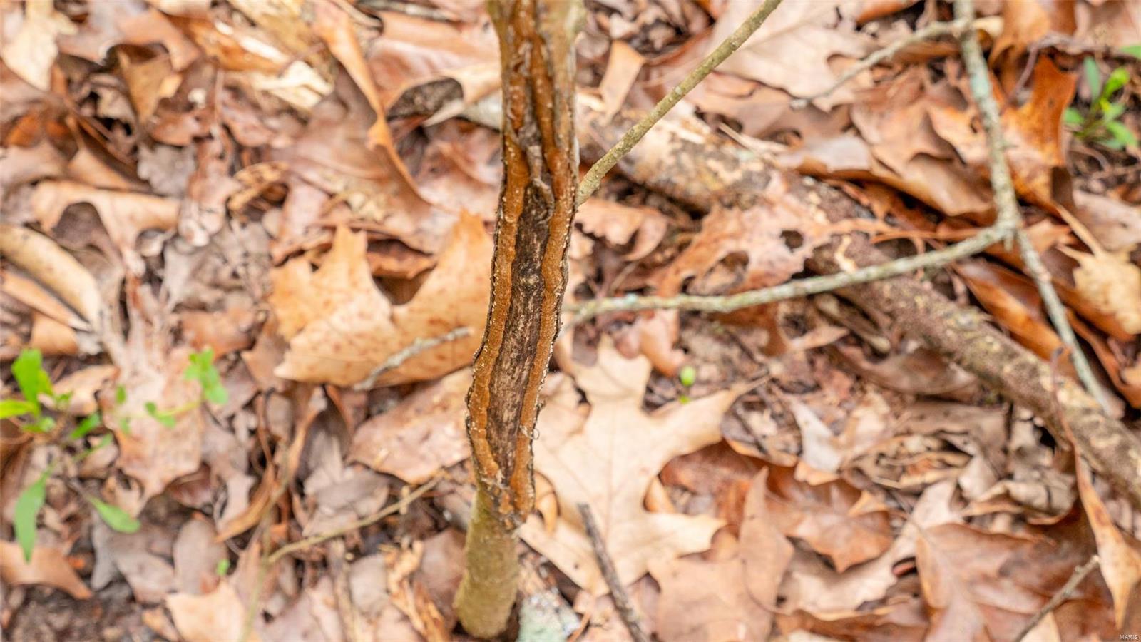 0 Tappmeyer Road Owensville, MO 65066 - Photo 47 of 60