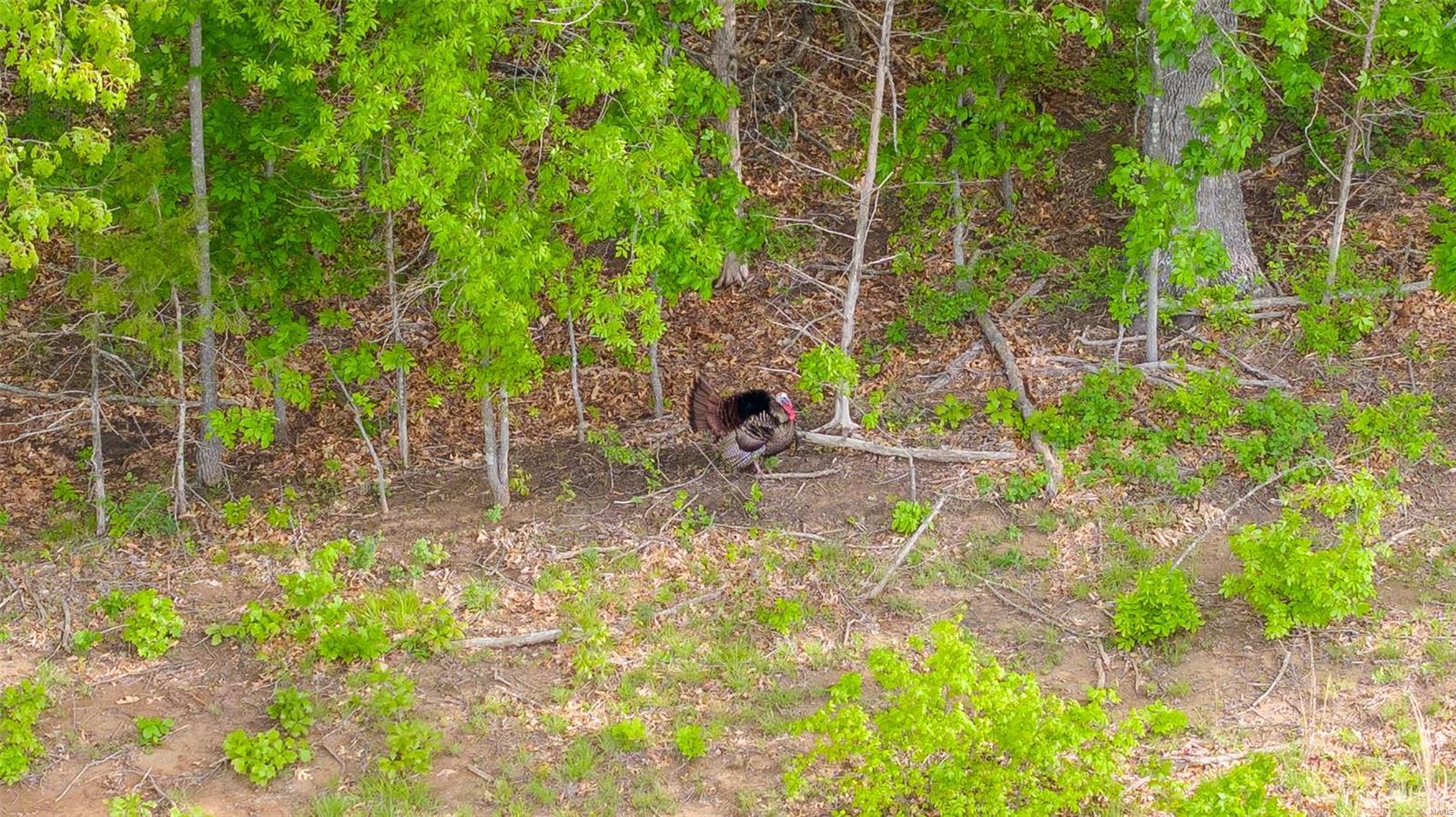 0 Tappmeyer Road Owensville, MO 65066 - Photo 5 of 60