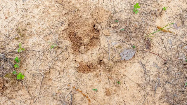 $416,500 | 0 Tappmeyer Road, Owensville, MO 65066