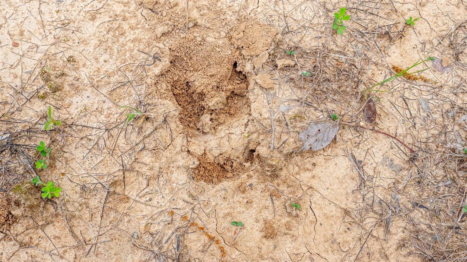 0 Tappmeyer Road Owensville, MO 65066 - Photo 56 of 60