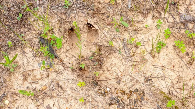 $416,500 | 0 Tappmeyer Road, Owensville, MO 65066