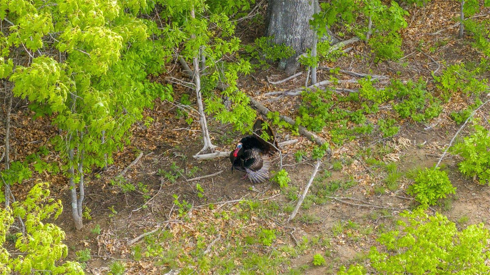 0 Tappmeyer Road Owensville, MO 65066 - Photo 7 of 60