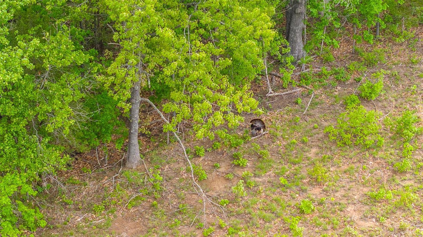 0 Tappmeyer Road Owensville, MO 65066 - Photo 8 of 60