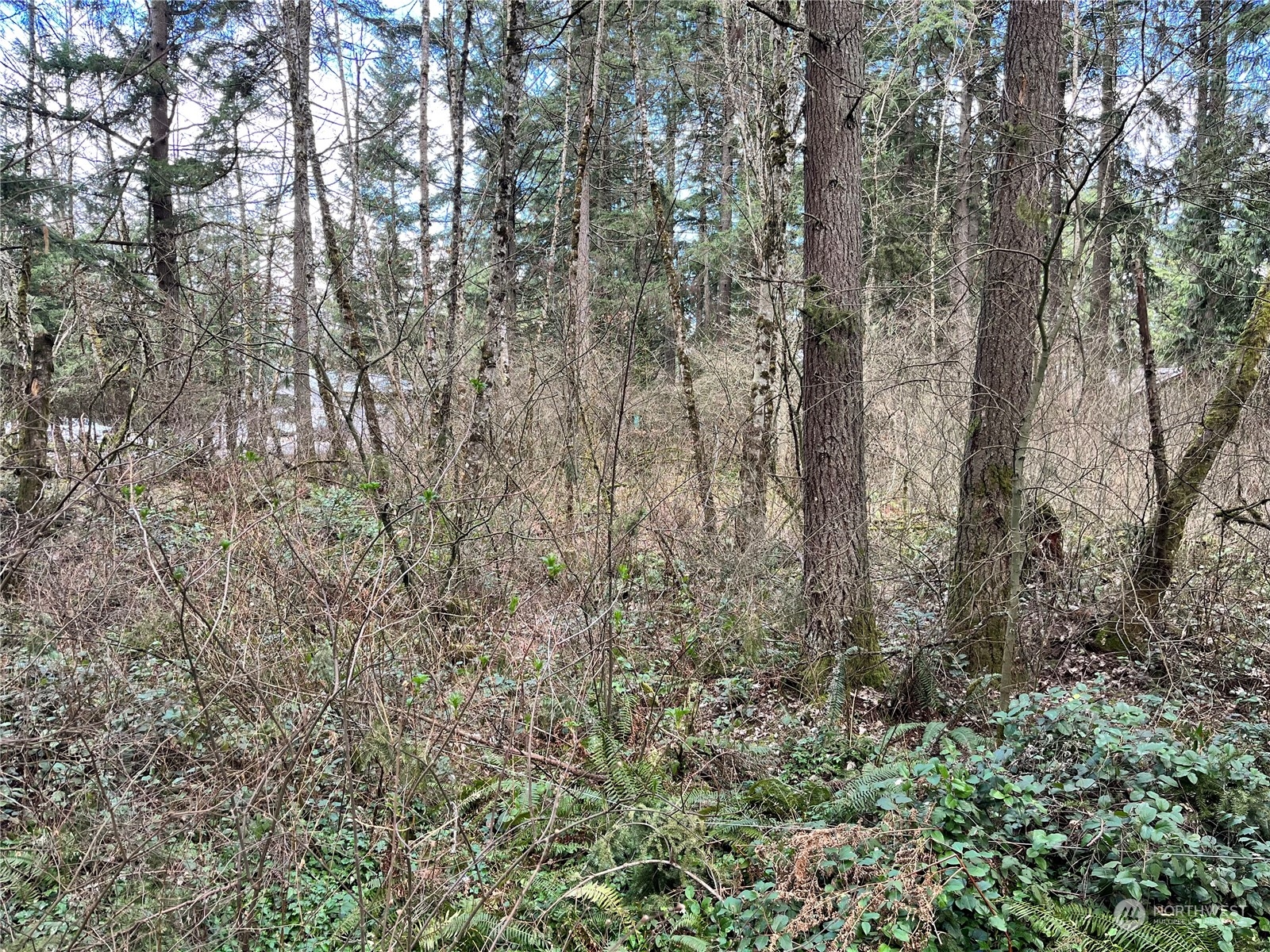 0 113th Avenue East Graham, WA 98338 - Photo 2 of 5 a view of a yard with a tree