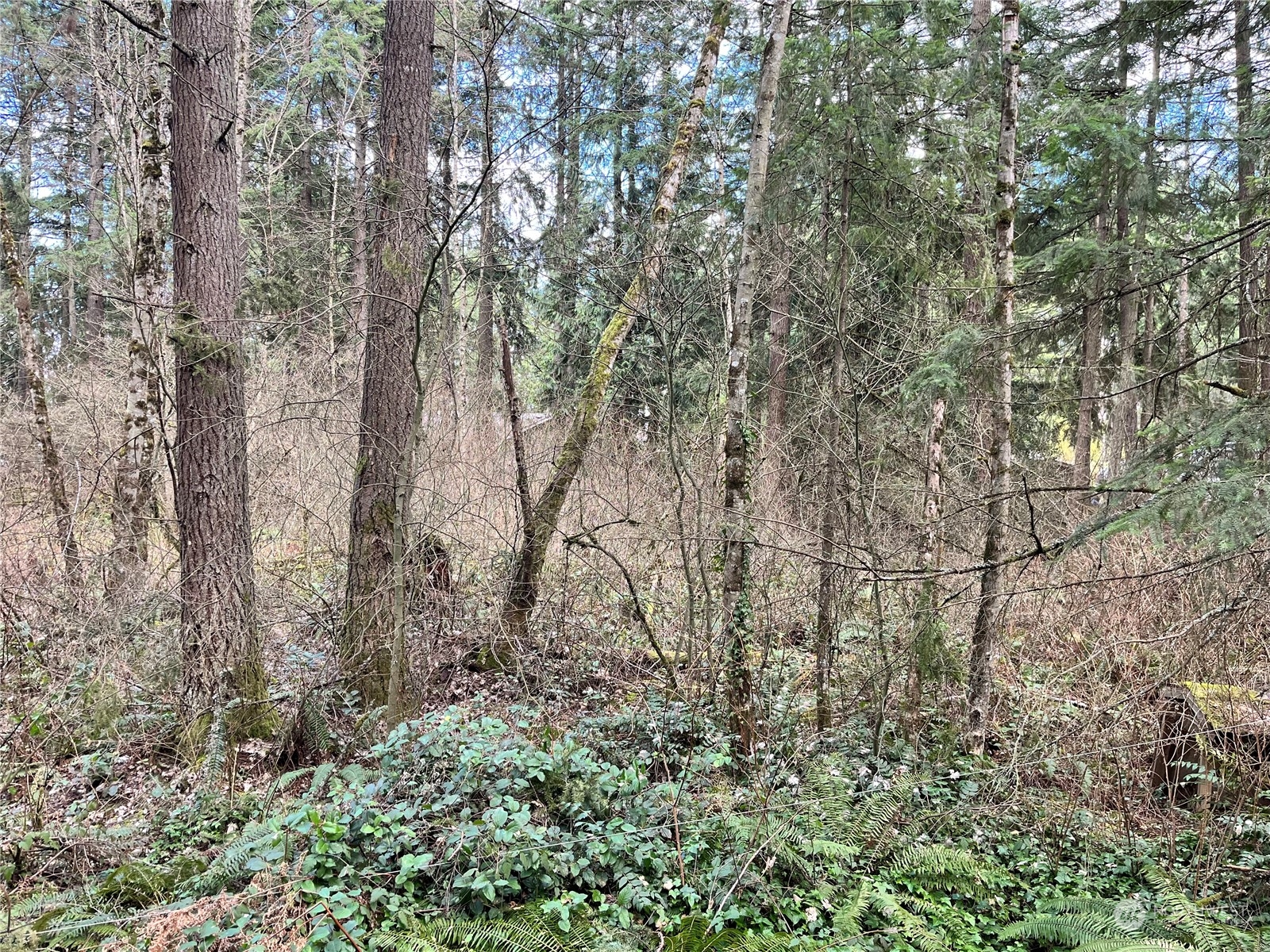 0 113th Avenue East Graham, WA 98338 - Photo 3 of 5 a view of forest