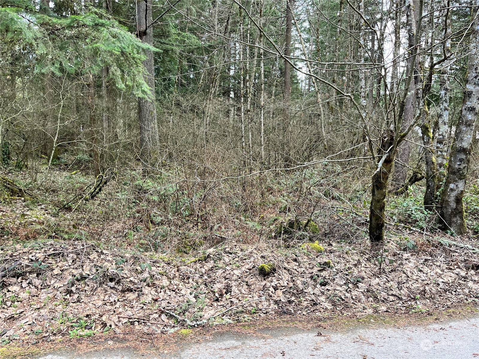 0 113th Avenue East Graham, WA 98338 - Photo 4 of 5 a view of a yard