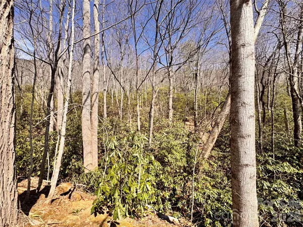 a view of a yard