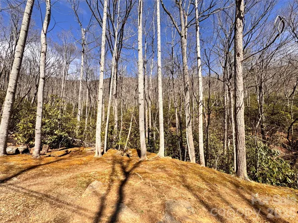 a view of backyard with a trees
