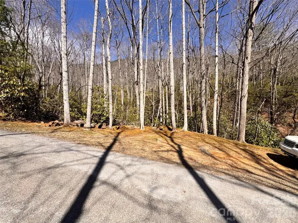 a view of backyard with tall trees