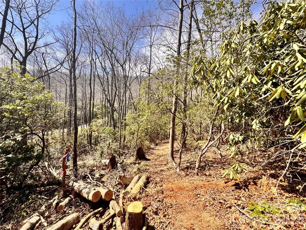 a view of a yard with plants and tree