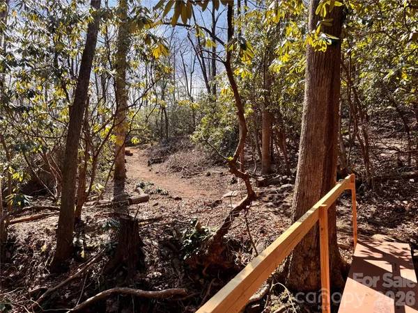 a view of a tree in a forest