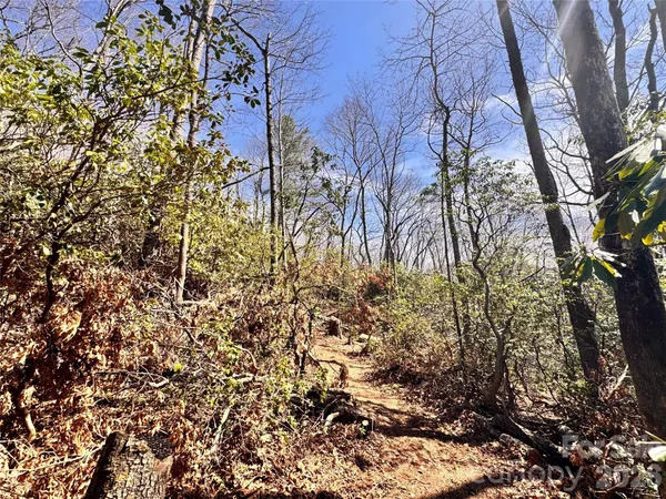 a view of a yard with plants and trees
