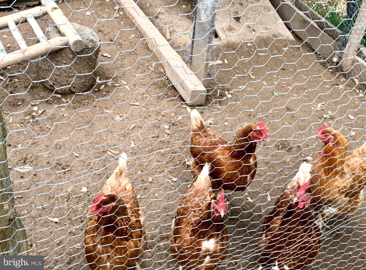 2016 Sandymount Road Finksburg, MD 21048 - Photo 31 of 35 What better source for fresh eggs?