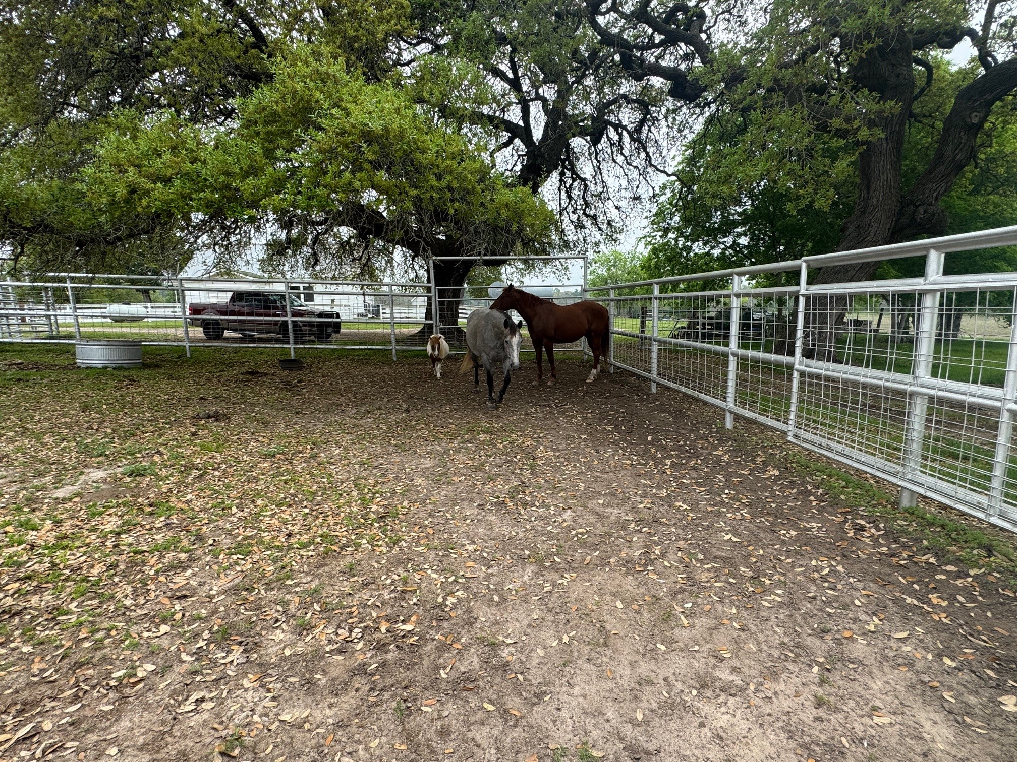 5008 East Blaschke Road Schulenburg, TX 78956 - Photo 45 of 48 Horse fencing