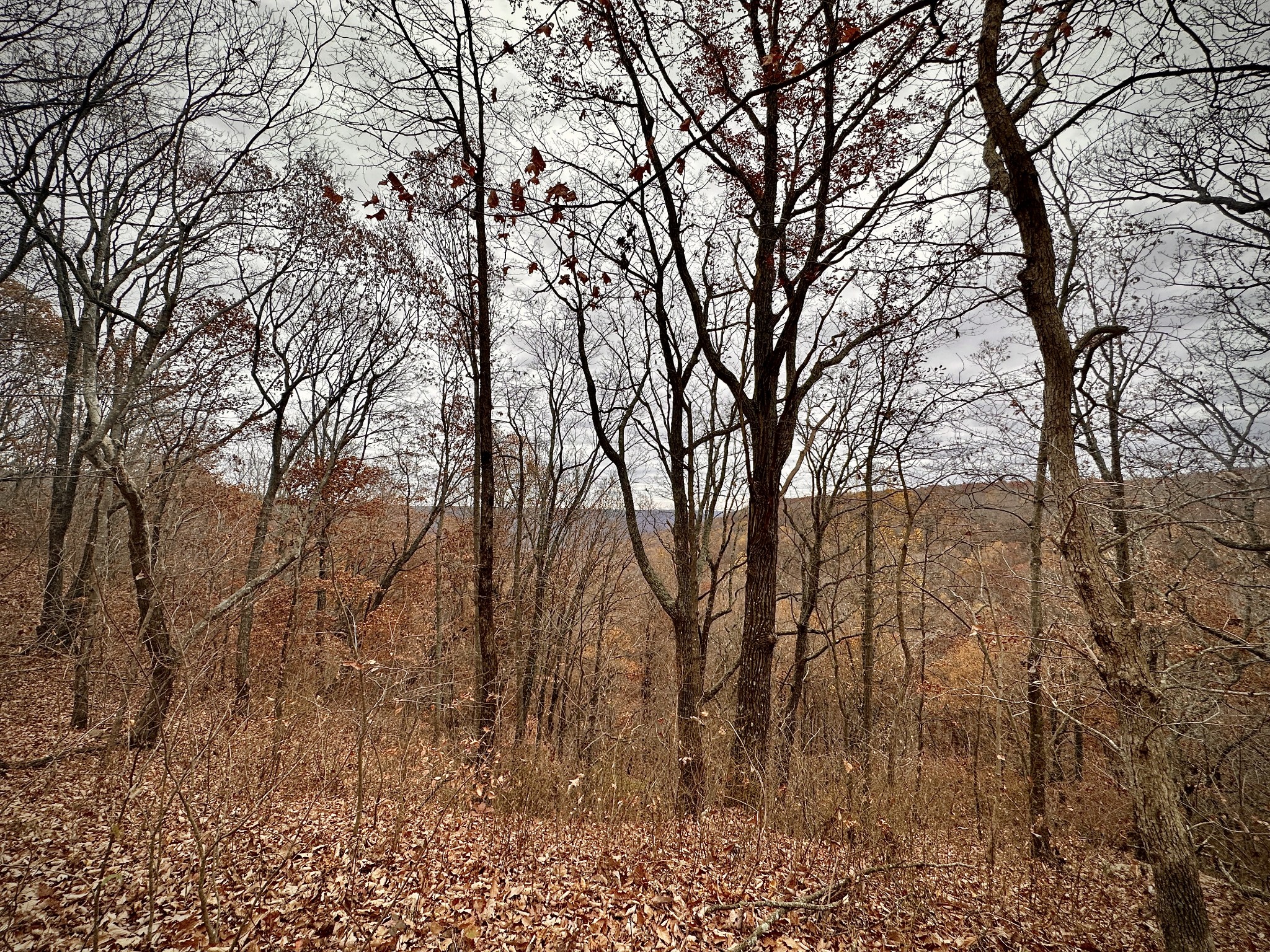968 Yoder Road Altamont, TN 37301 - Photo 4 of 21 Gallery Image 4