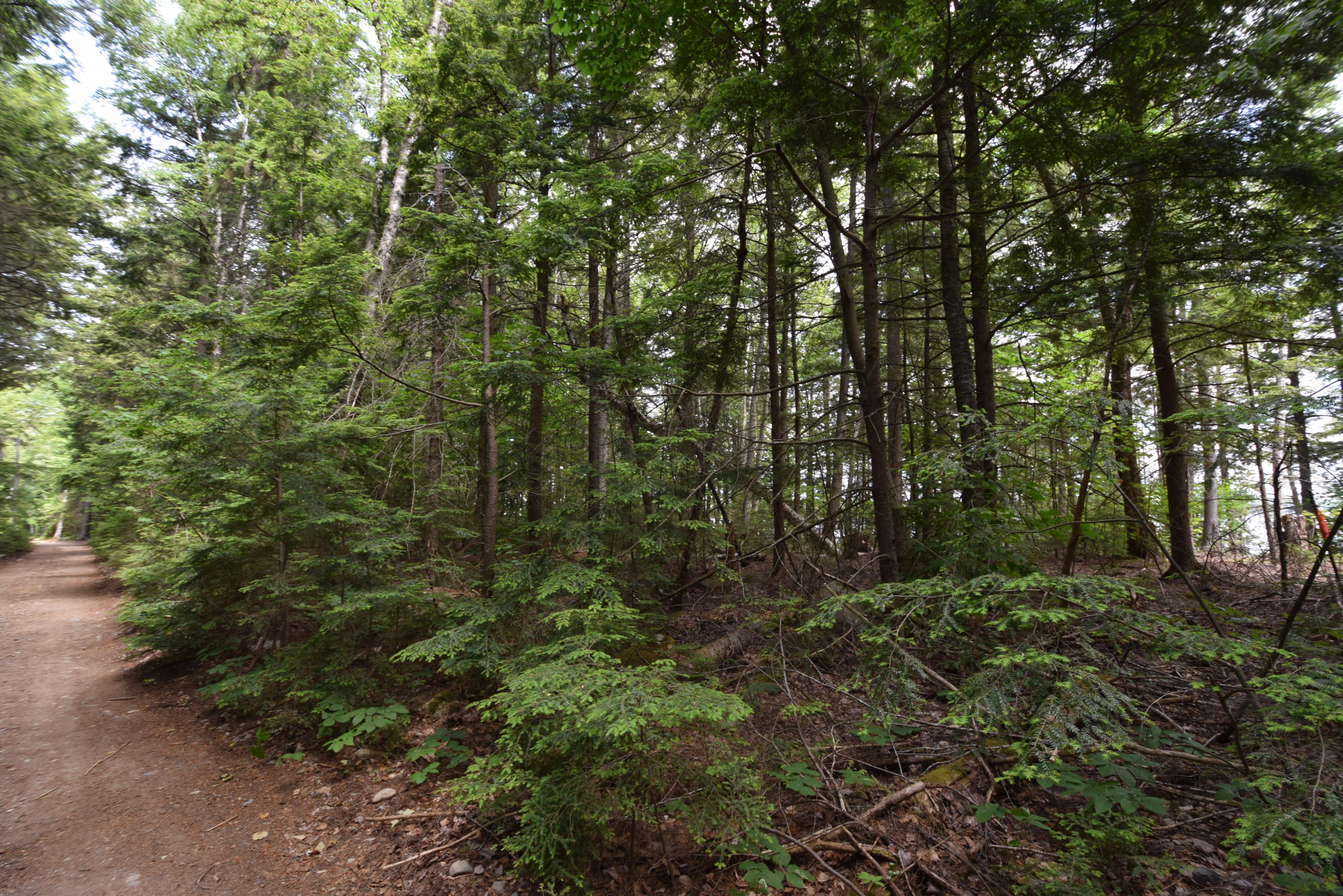 0 Chadwick Pt Road Weston, ME 04424 - Photo 11 of 20 Power on road...