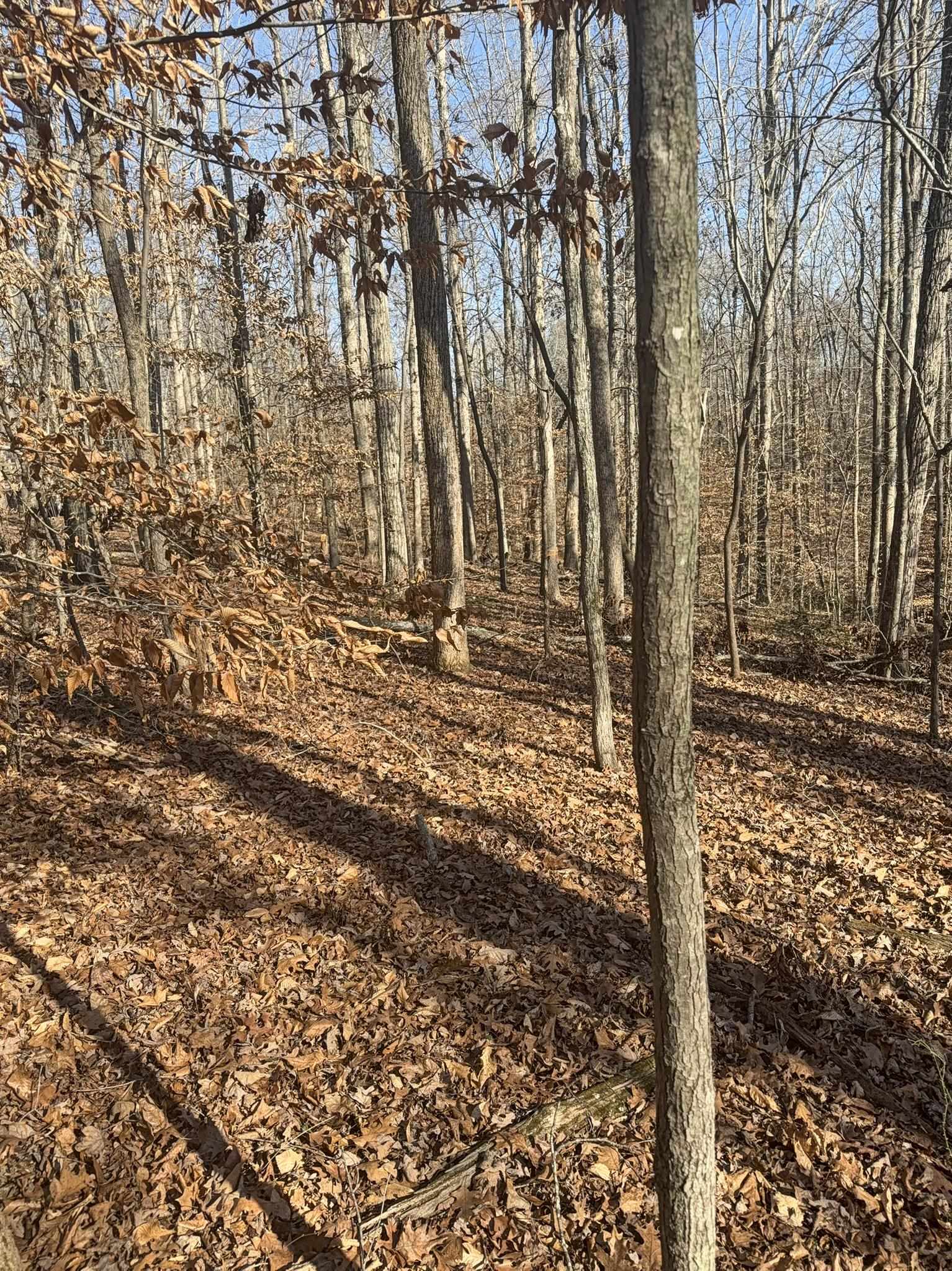 192 Rambler Lane Blacksburg, SC 29702 - Photo 4 of 7