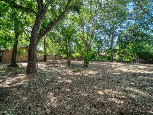 a view of tree with tree in the background