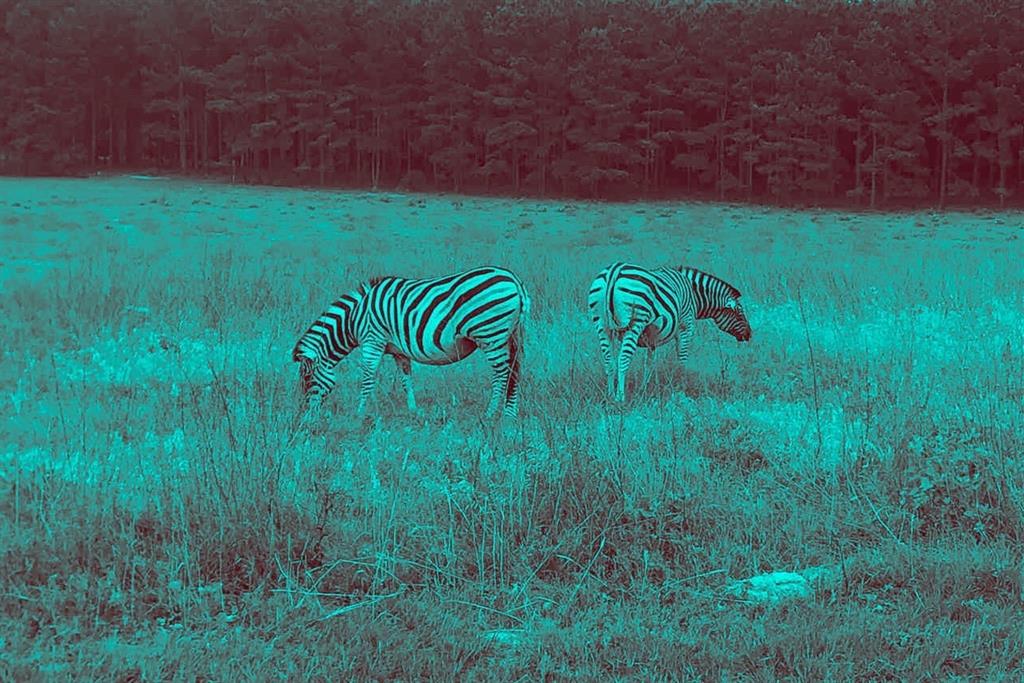 0 Fallow Run Larue, TX 75770 - Photo 5 of 6 Private wildlife sanctuary features Zebras & 4 different types of Deer, roaming free