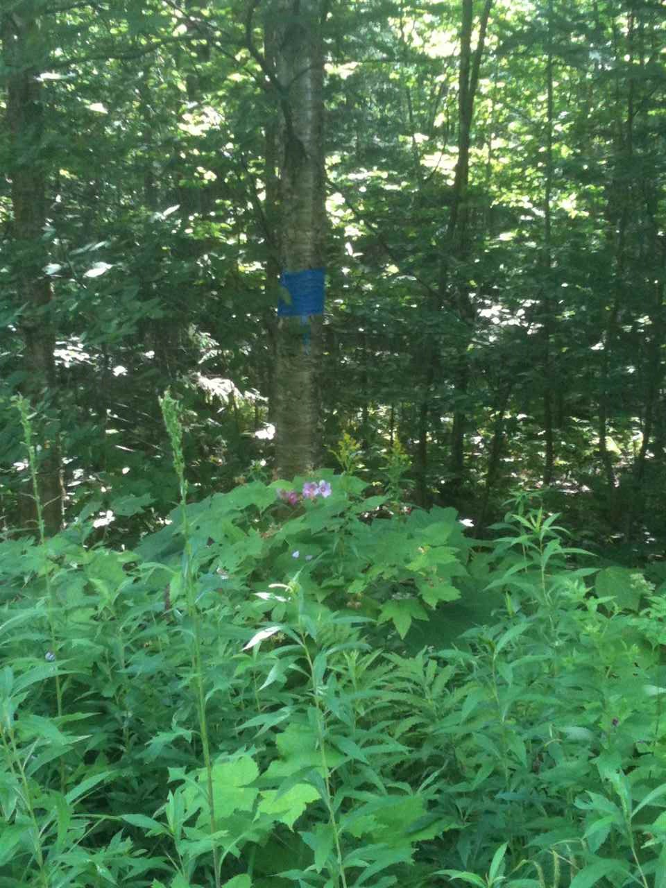 0 Clement Road Barre, VT 05641 - Photo 4 of 5